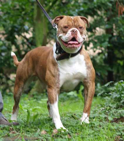 amerikaanse bulldog Jackson